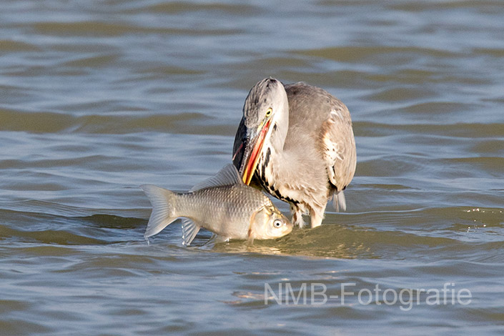 NMB Naturfotografie NMB-Naturfotografie