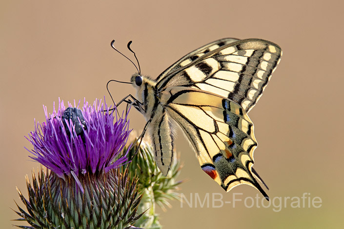 NMB Naturfotografie NMB-Naturfotografie