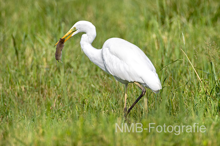NMB Naturfotografie NMB-Naturfotografie