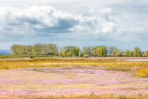Foto Neusiedlersee