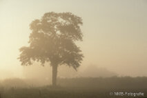 Foto Neusiedlersee