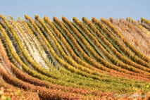 Foto Neusiedlersee