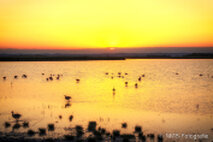 Foto Neusiedlersee