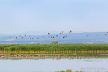 Foto Neusiedlersee