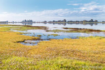 Foto Neusiedlersee