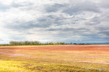 Foto Neusiedlersee