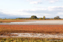 Foto Neusiedlersee