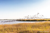 Foto Neusiedlersee