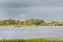 Foto Neusiedlersee