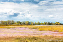 Foto Neusiedlersee