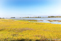 Foto Neusiedlersee