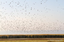 Foto Neusiedlersee