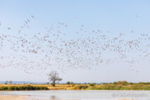 Foto Neusiedlersee