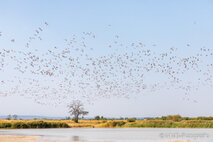 Foto Neusiedlersee