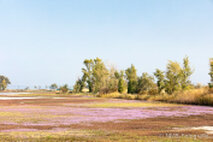 Foto Neusiedlersee