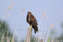 Rohrweihe