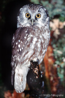 Eulen und Käuze