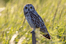 Sumpfohreule