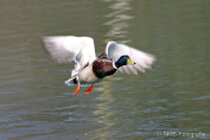 Vögel im Flug - Flugaufnahmen