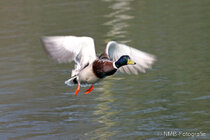 Vögel im Flug - Flugaufnahmen