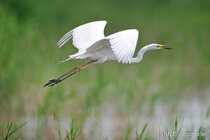 Vögel im Flug - Flugaufnahmen