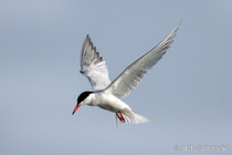 Vögel im Flug - Flugaufnahmen
