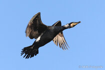Vögel im Flug - Flugaufnahmen