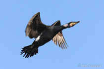 Vögel im Flug - Flugaufnahmen