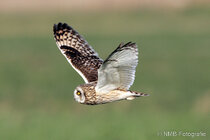 Vögel im Flug - Flugaufnahmen