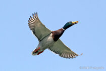 Vögel im Flug - Flugaufnahmen