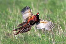Vögel im Flug - Flugaufnahmen