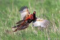 Vögel im Flug - Flugaufnahmen