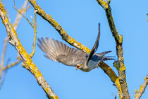 Vögel im Flug - Flugaufnahmen