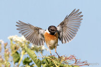 Vögel im Flug - Flugaufnahmen