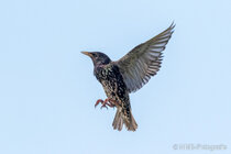 Vögel im Flug - Flugaufnahmen