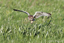Vögel im Flug - Flugaufnahmen