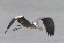 Vögel im Flug - Flugaufnahmen