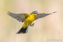Vögel im Flug - Flugaufnahmen