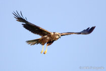 Vögel im Flug - Flugaufnahmen