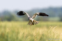 Vögel im Flug - Flugaufnahmen