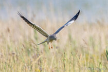 Vögel im Flug - Flugaufnahmen