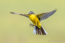 Vögel im Flug - Flugaufnahmen