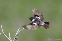 Vögel im Flug - Flugaufnahmen