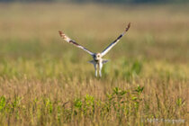 Vögel im Flug - Flugaufnahmen