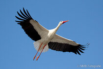 Vögel im Flug - Flugaufnahmen