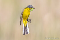 Vögel im Flug - Flugaufnahmen