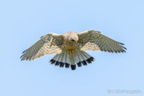 Vögel im Flug - Flugaufnahmen