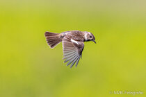 Vögel im Flug - Flugaufnahmen