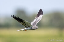 Vögel im Flug - Flugaufnahmen
