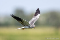 Vögel im Flug - Flugaufnahmen